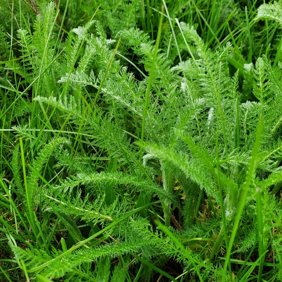 Meet your Posher, Chelsey - Picture 2 of 16